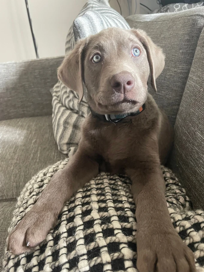 Maverick as a puppy, looking up from a blanket on the couch